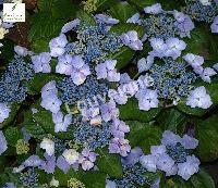 HYDRANGEA SERRATA BLUEBIRD