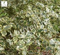 ILEX AQUIF.ARGENTEA MARGINATA