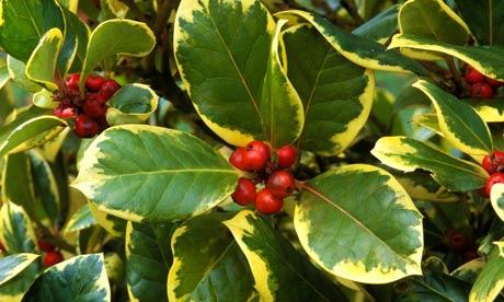 ILEX ALTACL. GOLDEN KING