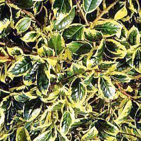 ILEX AQUIF. GOLDEN VAN TOL