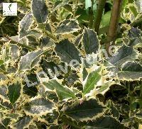 ILEX AQUIF. SILVER QUEEN