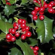 ILEX AQUIF. J.C. VAN TOL