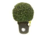 ILEX CRENATA DARK GREEN BOULE 20