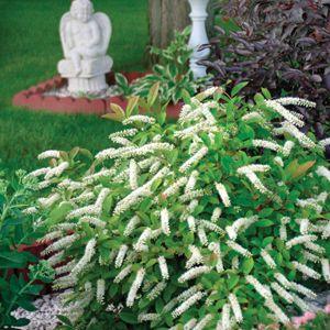 ITEA VIRGINICA LITTLE HENRY®