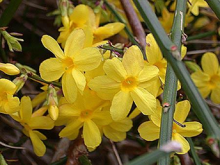 JASMINUM NUDIFLORUM