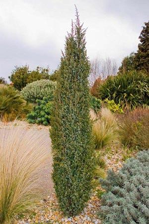 JUNIPERUS COMM. HIBERNICA