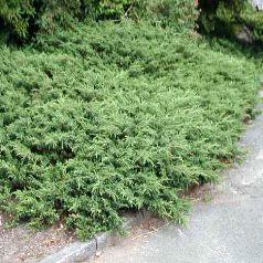JUNIPERUS COMM. REPANDA
