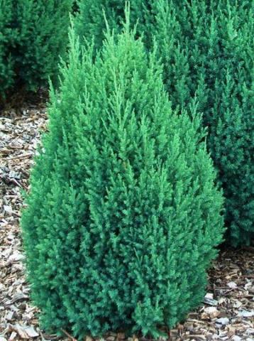 JUNIPERUS CHIN. STRICTA