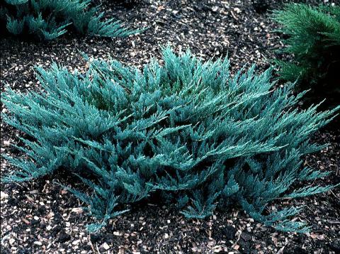 JUNIPERUS HOR. BLUE CHIP