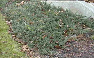 JUNIPERUS HOR. WILTONII