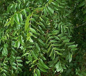 JUGLANS NIGRA