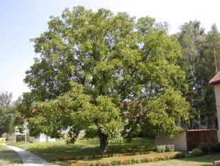 JUGLANS REGIA