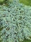 JUNIPERUS SQ. BLUE CARPET