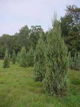 JUNIPERUS SC. SKYROCKET