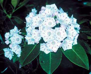 KALMIA LATIFOLIA