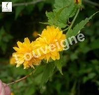 KERRIA JAPONICA PLENIFLORA