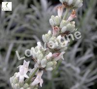 LAVANDULA ANG. ALBA