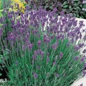 LAVANDULA ANG. MUNSTEAD