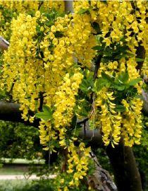 LABURNUM ANAGYROIDES