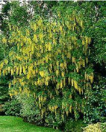 LABURNUM ALPINUM PENDULUM