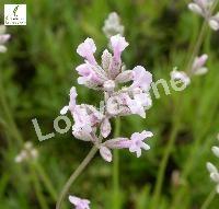 LAVANDULA A. ROSEA