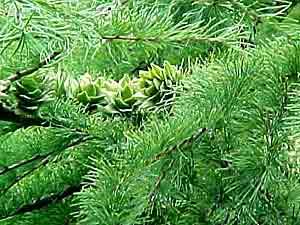 LARIX KAEMPFERI