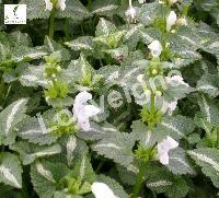 LAMIUM MAC. WHITE NANCY