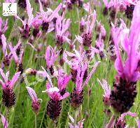 LAVANDULA STOECHAS PAPILLON