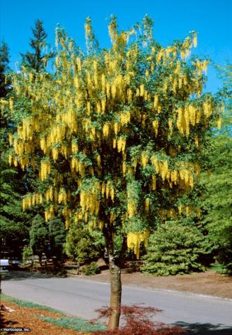 LABURNUM WAT. VOSSII