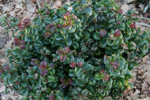 LEUCOTHOE AXILARIS CURLY RED ®