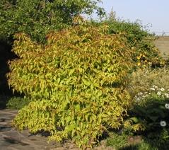 LEYCESTERIA F. GOLDEN LANTERNS®