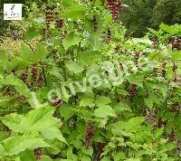 LEYCESTERIA FORMOSA
