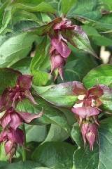 LEYCESTERIA FOR. PURPLE RAIN