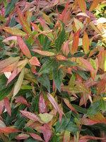 LEUCOTHOE RED LIPS®