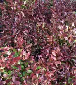 LEUCOTHOE SCARLETTA®