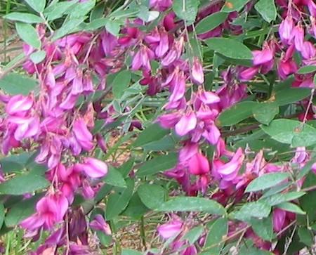 LESPEDEZA THUNBERGII