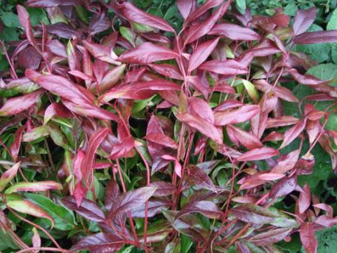 LEUCOTHOE SCARLETTA® ZEBLID