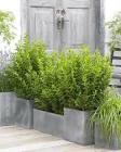 LIGUSTRUM GREEN DIAMOND