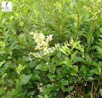 LIGUSTRUM OVALIFOLIUM