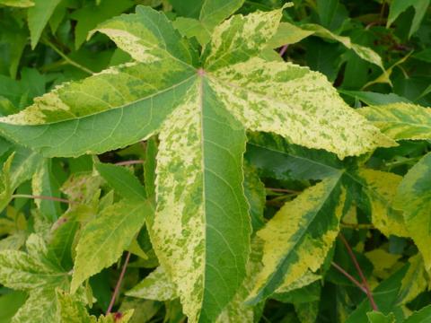 LIQUIDAMBAR STYRACIFLUA  AUREA