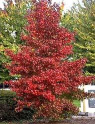 LIQUIDAMBAR ST. LANE ROBERTS