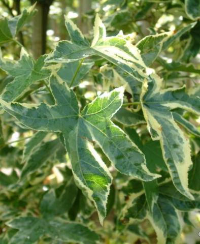 LIQUIDAMBAR STYRACIFLUA MANON