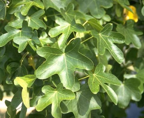 LIQUIDAMBAR STIR. ROTUNDIFOLIA