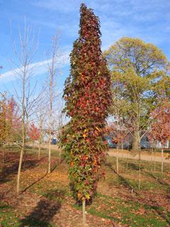 LIQUIDAMBAR ST. SLENDER SILHOUETTE