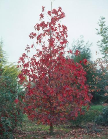 LIQUIDAMBAR STYRACIFLUA THEA