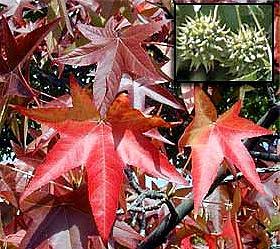 LIQUIDAMBAR STYRACIFLUA