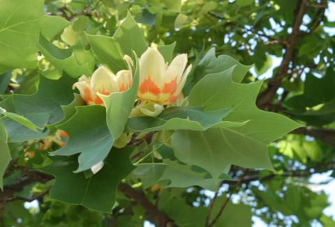 LIRIODENDRON TULIPIFERA