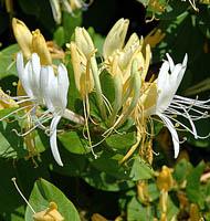 LONICERA JAP. HALLIANA