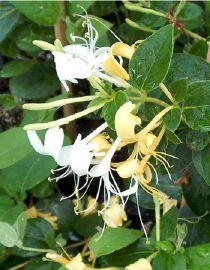 LONICERA J. HALL'S PROLIFIC