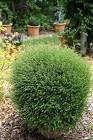 LONICERA NITIDA SCOOP